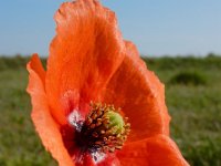 Papaver dubium 26, Bleke klaproos, Saxifraga-Ed Stikvoort