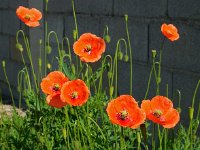 Papaver dubium 28, Bleke klaproos, Saxifraga-Ed Stikvoort