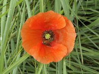 Bleke klaproos N0217 : Bleke klaproos, Papaver dubiumBezoekers Episyrphus balteatus, Pyamazweefvliegen