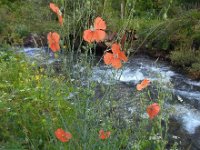 Papaver fugax 2, Saxifraga-Ed Stikvoort