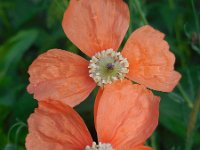 Papaver fugax 3, Saxifraga-Ed Stikvoort