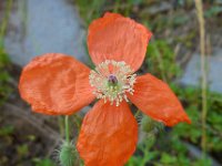 Papaver fugax 4, Saxifraga-Ed Stikvoort