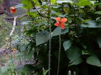 Papaver pinnatifidum 6, Saxifraga-Ed Stikvoort