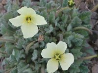 Papaver radicatum 2, Saxifraga-Jan Nijendijk