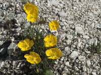 Papaver rhaeticum 11, Saxifraga-Annemiek Bouwman