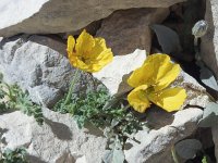 Papaver rhaeticum 17, Saxifraga-Harry Jans