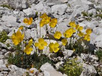 Papaver rhaeticum 18, Saxifraga-Harry Jans