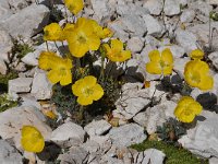 Papaver rhaeticum 19, Saxifraga-Harry Jans