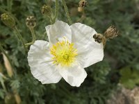 Papaver rhaeticum 2, Saxifraga-Jan van der Straaten