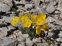 Papaver rhaeticum 20, Saxifraga-Harry Jans