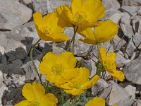 Papaver rhaeticum 22, Saxifraga-Harry Jans