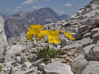 Papaver rhaeticum 24, Saxifraga-Harry Jans