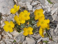 Papaver rhaeticum 25, Saxifraga-Harry Jans