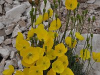 Papaver rhaeticum 27, Saxifraga-Harry Jans