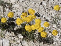 Papaver rhaeticum 6, Saxifraga-Willem van Kruijsbergen