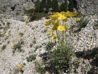 Papaver rhaeticum 8, Saxifraga-Willem van Kruijsbergen