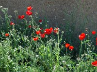 Papaver rhoeas 10, Grote klaproos, Saxifraga-Jan van der Straaten