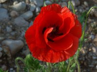 Papaver rhoeas 12, Grote klaproos, Saxifraga-Willem van Kruijsbergen