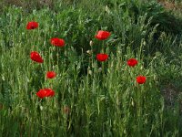 Papaver rhoeas 13, Grote klaproos, Saxifraga-Willem van Kruijsbergen