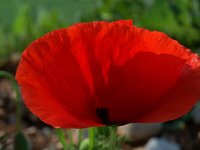 Papaver rhoeas 15, Grote klaproos, Saxifraga-Willem van Kruijsbergen