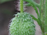 Papaver rhoeas 17, Grote klaproos, Saxifraga-Rutger Barendse