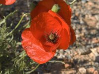 Papaver rhoeas 18, Grote klaproos, Saxifraga-Jan van der Straaten