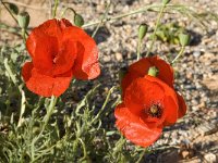 Papaver rhoeas 19, Grote klaproos, Saxifraga-Jan van der Straaten