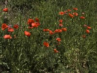 Papaver rhoeas 2, Grote klaproos, Saxifraga-Jan van der Straaten