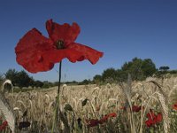 Papaver rhoeas 20, Grote klaproos, Saxifraga-Rob Felix : Plantae, Plants, planten