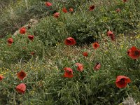 Papaver rhoeas 28, Grote klaproos, Saxifraga-Willem van Kruijsbergen