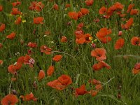 Papaver rhoeas 29, Grote klaproos, Saxifraga-Jan van der Straaten