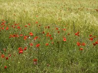 Papaver rhoeas 3, Grote klaproos, Saxifraga-Jan van der Straaten