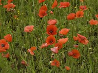 Papaver rhoeas 32, Grote klaproos, Saxifraga-Jan van der Straaten