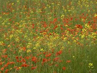 Papaver rhoeas 33, Grote klaproos, Saxifraga-Jan van der Straaten