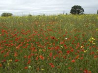 Papaver rhoeas 34, Grote klaproos, Saxifraga-Marijke Verhagen