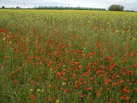 Papaver rhoeas 35, Grote klaproos, Saxifraga-Marijke Verhagen