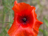 Papaver rhoeas 36, Grote klaproos, Saxifraga-Bart Vastenhouw