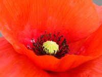 Papaver rhoeas 37, Grote klaproos, Saxifraga-Bart Vastenhouw