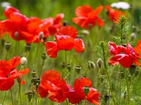 Papaver rhoeas 38, Grote klaproos, Saxifraga-Bart Vastenhouw