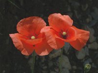 Papaver rhoeas 4, Grote klaproos, Saxifraga-Jan van der Straaten