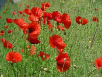 Papaver rhoeas 40, Grote klaproos, Saxifraga-Ed Stikvoort