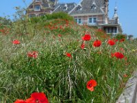 Papaver rhoeas 43, Grote klaproos, Saxifraga-Ed Stikvoort