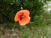 Papaver rhoeas 48, Grote klaproos, Saxifraga-Rutger Barendse