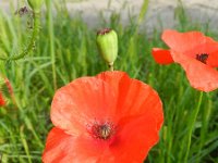 Papaver rhoeas 50, Grote klaproos, Saxifraga-Rutger Barendse