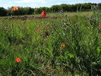 Papaver rhoeas 53, Grote klaproos, Saxifraga-Hans Boll