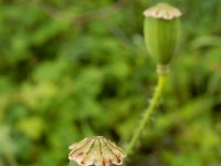 Papaver rhoeas 55, Grote klaproos, Saxifraga-Ed Stikvoort