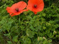 Papaver rhoeas 57, Grote klaproos, Saxifraga-Ed Stikvoort