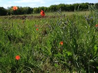 Papaver rhoeas 58, Grote klaproos, Saxifraga-Hans Boll