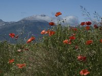 Papaver rhoeas 6, Grote klaproos, Saxifraga-Marijke Verhagen