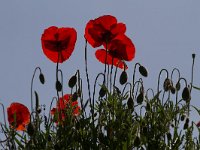 Papaver rhoeas 62, Grote klaproos, Saxifraga-Jan Nijendijk